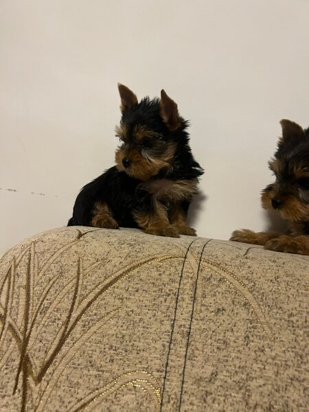 Yorkshire terrier