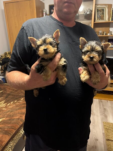 Yorkshire terrier