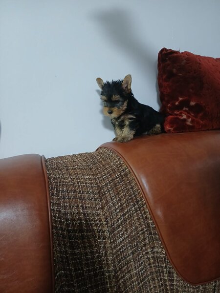 Yorkshire terrier