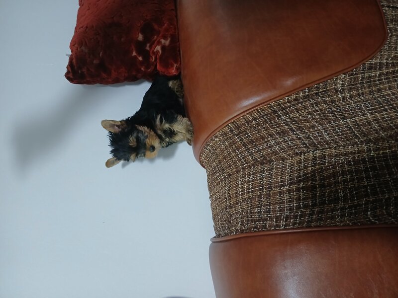 Yorkshire terrier