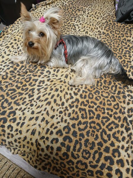 Yorkshire terrier