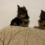 Yorkshire terrier